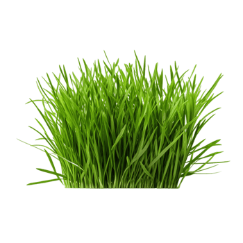 AI generated Wild grass land outdoors png
