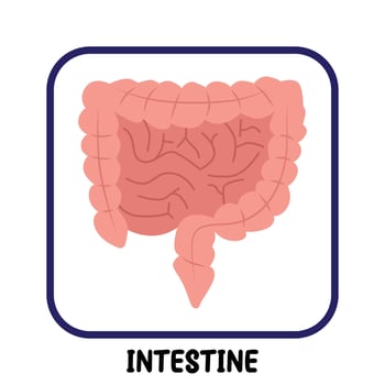 human internal organs flat vector intestine