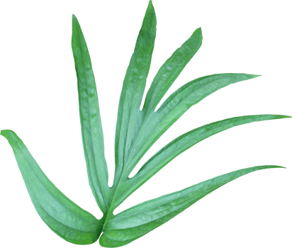 tropical jungle monstera leaves , vine leaf tree isolated on transparent background png file