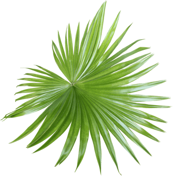tropical nature green fan palm leaf pattern on transparent background png file