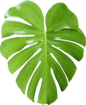 tropical jungle monstera leaves , Swiss Cheese leaf tree isolated on transparent background png file