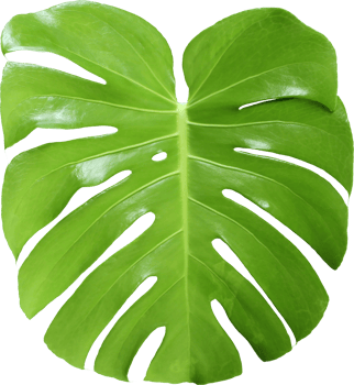 tropical jungle monstera leaves , Swiss Cheese leaf tree isolated on transparent background png file