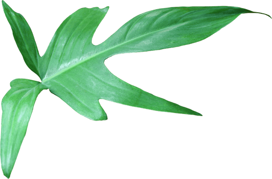tropical jungle monstera leaves , Swiss Cheese vine leaf tree isolated on transparent background png file