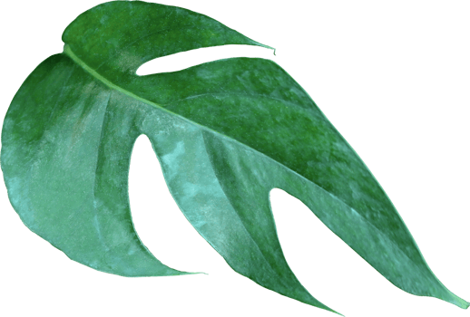 tropical jungle monstera leaves , Swiss Cheese vine leaf tree isolated on transparent background png file