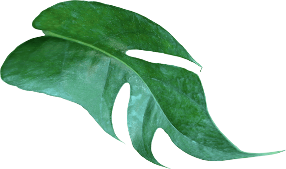 tropical jungle monstera leaves , Swiss Cheese vine leaf tree isolated on transparent background png file
