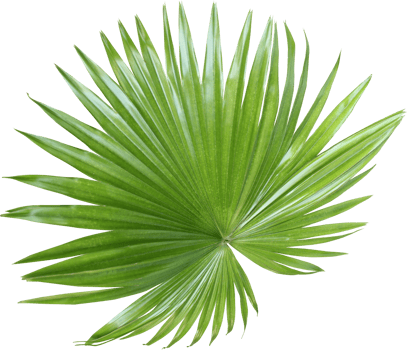 tropical nature green fan palm leaf pattern on transparent background png file