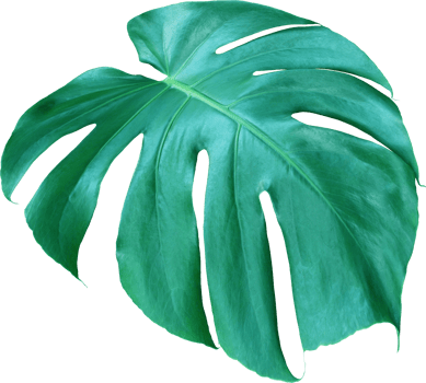tropical jungle monstera leaves , Swiss Cheese leaf tree isolated on transparent background png file