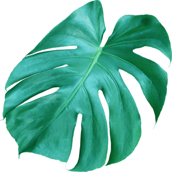 tropical jungle monstera leaves , Swiss Cheese leaf tree isolated on transparent background png file