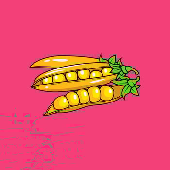 illustration vector graphic of yellow peas, fit for illustrations in the kitchen, pictures for children, wallpapers, etc