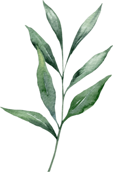 Eucalyptus Watercolor Illustration. Eucalyptus Greenery Hand Painted isolated on white background.  Perfect for wedding invitations, floral labels, bridal shower and  floral greeting cards png