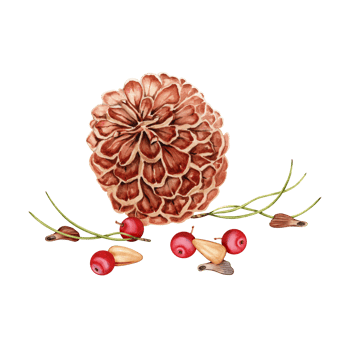 Pinecone, nuts, red berries, pine needles and seeds elements composition. Hand drawn watercolor illustration isolated on transparent background. Christmas card, winter forest, bird food, nature design png