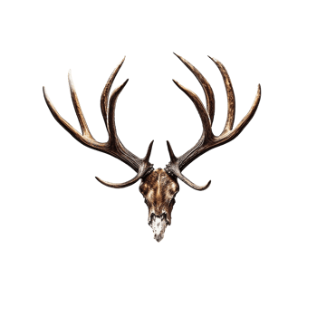 AI generated A antlers of a deer on transparent background created with generative AI technology png