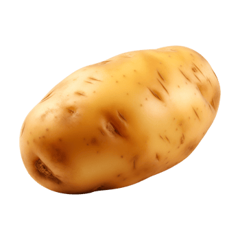 AI generated fresh raw potato vegetable isolated on a transparent background, PNG