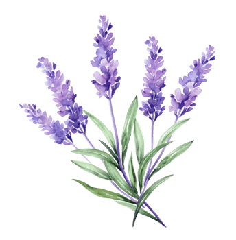 AI generated watercolor purple lavender with leaves, isolated png