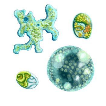 Unicellular protozoa. Set of illustration of a single cell bacterium. For printing textbooks, encyclopedias, brochures and posters on biology and medicine. For printing on objects and website design. png