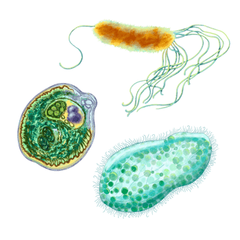 Unicellular protozoa. Set of illustration of a single cell bacterium. For printing textbooks, encyclopedias, brochures and posters on biology and medicine. For printing on objects and website design. png