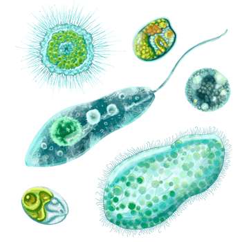 Unicellular protozoa. Set of illustration of a single cell bacterium. For printing textbooks, encyclopedias, brochures and posters on biology and medicine. For printing on objects and website design. png