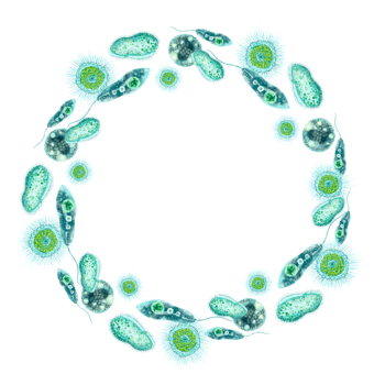 Single-celled bacteria and microorganisms. Round frame with place for text. For design and printing of packaging of bactericidal and hygiene products. Medical and educational booklets, brochures. png