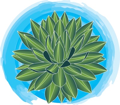 Illustration of cactus plant on blue circle background. vector