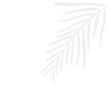 Shadow overlay. Transparent soft light and shadows with branches, plant and leaves. Mockup of transparent leaf shadow. png