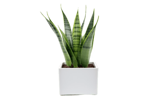AI generated Snake Plant  in Modern White Pot Isolated on transparent  Background png