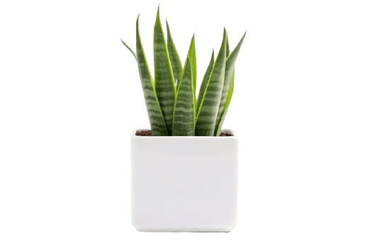 AI generated Snake Plant  in Modern White Pot Isolated on transparent  Background png