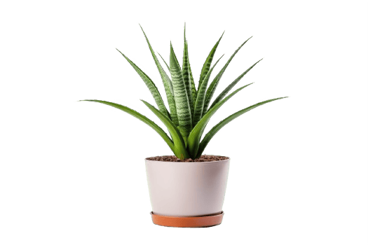 AI generated Aloe Vera Plant in  Pot Isolated on transparent Background png