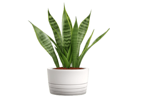 AI generated Snake Plant  in Modern White Pot Isolated on transparent  Background png