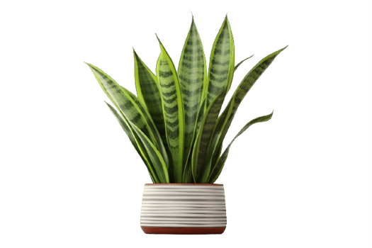 AI generated Snake Plant  in Modern White Pot Isolated on transparent  Background png
