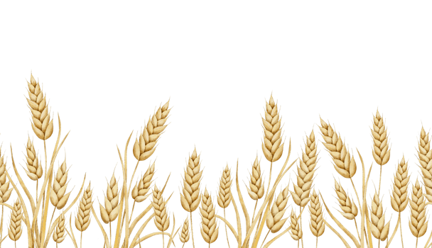 Spikelets of wheat, rye, grains seamless border. Hand drawn watercolor illustration of ripe cereals. Endless banner for packaging and design for a bakery. png