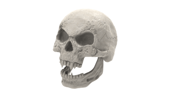 skull transparent backgorund png