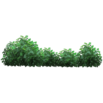 Green bush and tree for landscape and architecture drawing, elements for environment and garden,botanical elements for section in spring. png