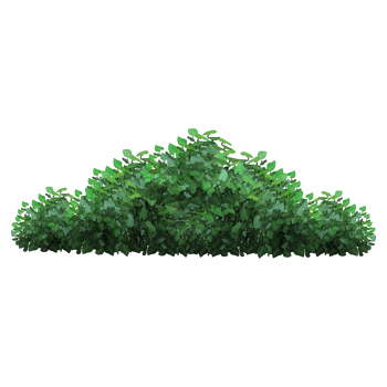 Green bush and tree for landscape and architecture drawing, elements for environment and garden,botanical elements for section in spring. png