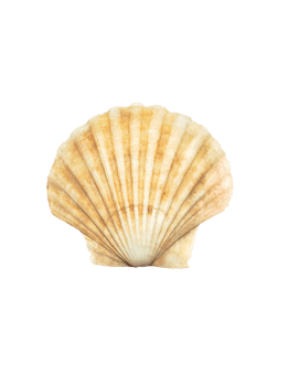 Close up of ocean shell isolated PNG transparent