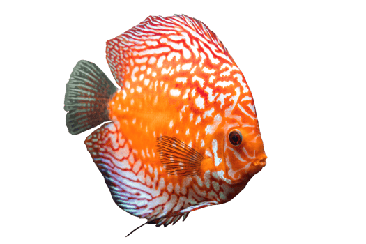 Full body of colorful discus or pompadour fish, Orange gold fish, isolated on transparent background, Amazon river animal, South America pompadour fish. PNG File