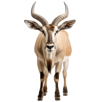 AI generated Eland on transparent background created with generative AI technology png