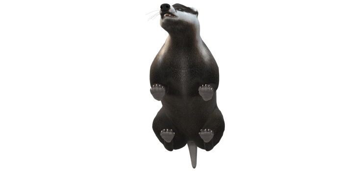 Badger isolated on a Transparent Background png