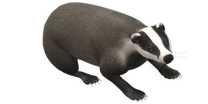 Badger isolated on a Transparent Background png