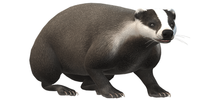 Badger isolated on a Transparent Background png