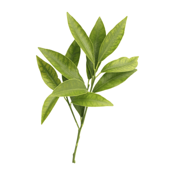 Fresh green wild leaves branch isolated on transparent background png