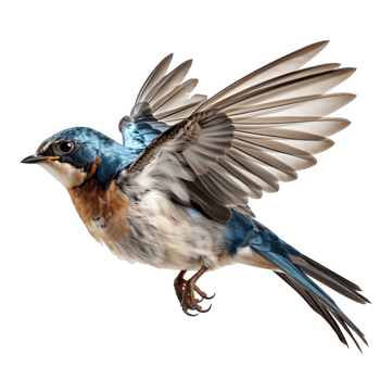 AI generated flying swallow isolated on transparent background ,swallow bird png ,generative ai