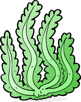 cartoon seaweed drawing png