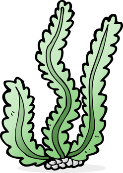 cartoon seaweed drawing png
