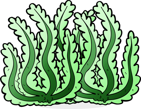 cartoon seaweed drawing png