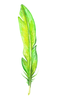 Hand painted watercolor bird feather, close up isolated on transparent background. Art scrapbook element, sketch, hand drawn. png