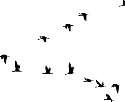 Birds of Freedom Silhouette Vector on white background