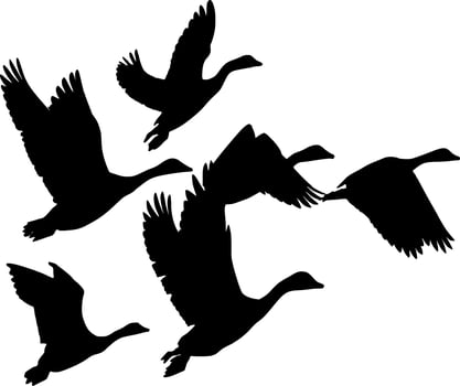 Birds of Freedom Silhouette Vector on white background