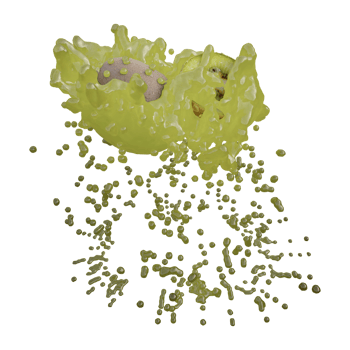 Realistic 3D render of Kiwi Fruit best for commercial and Design purpose png
