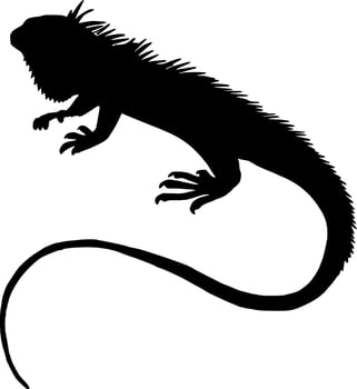 Iguana Silhouette Vector on white background