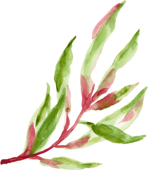 Tropical green plant exotic jungle watercolor png